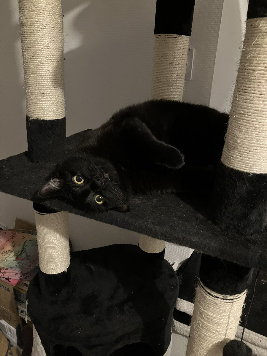 RubisChat's tweet image. Il paraît que je suis le plus mignon ce soir…

Alors qu’en vrai, je le suis TOUS les soirs. Tous les jours. À chaque instant !