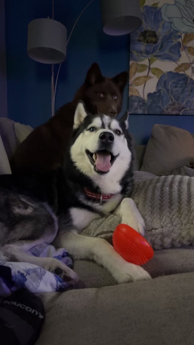 rocky_benedict's tweet photo. @EBischoff just finished “Grateful”. Fun, quick read. Favorite portion was your story of Nicky. My Ivan is our Nicky. Rescue husky who is the best dog I’ve had in 52 years. He’s teaching his sister Ruby adult traits. Keep up the great work, brother! Enjoy @83Weeks every week. https://t.co/JRcA2BF76N
