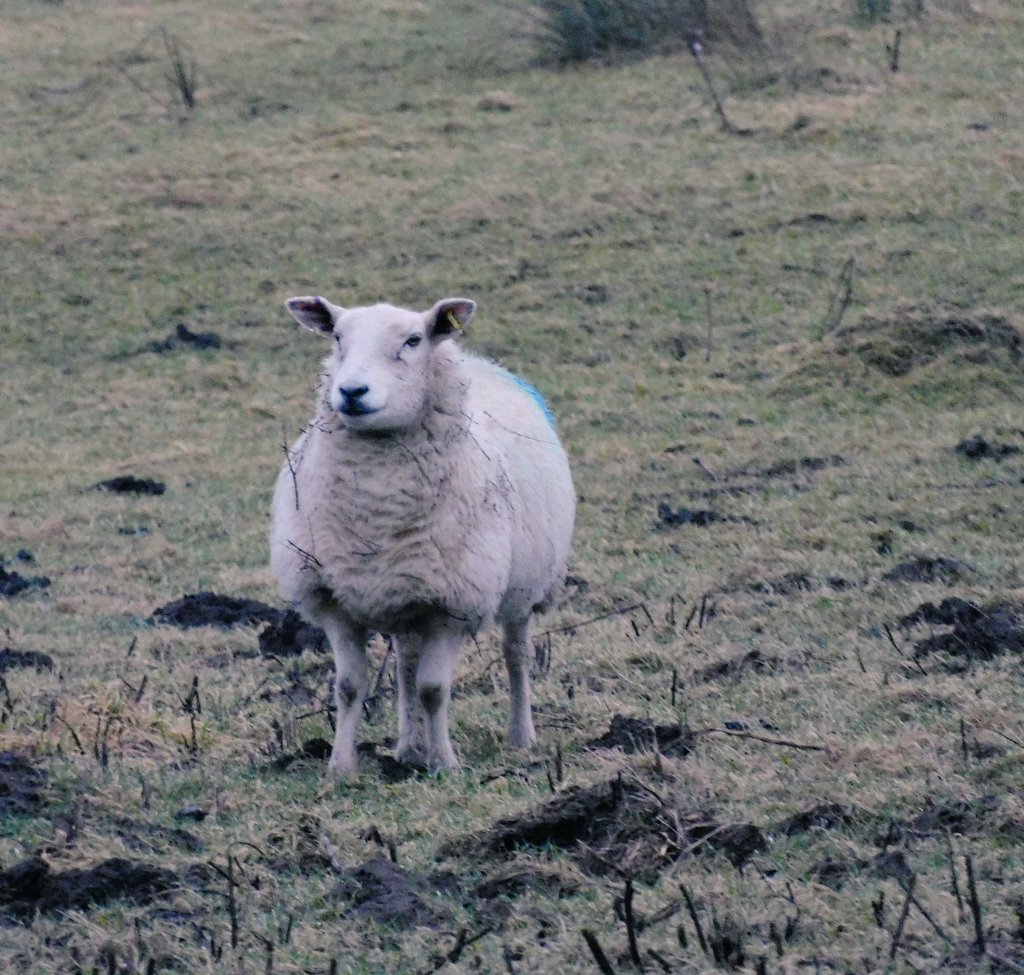 harlequinpub's tweet photo. ... not the best afternoon for photos due to the persistent drizzle, but spoke to some nice sheep and a rather lovely pheasant #mithering ... https://t.co/58fk24CJud