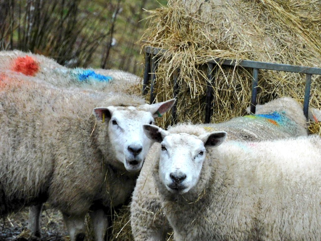 harlequinpub's tweet photo. ... not the best afternoon for photos due to the persistent drizzle, but spoke to some nice sheep and a rather lovely pheasant #mithering ... https://t.co/58fk24CJud