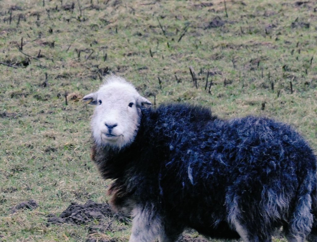 harlequinpub's tweet photo. ... not the best afternoon for photos due to the persistent drizzle, but spoke to some nice sheep and a rather lovely pheasant #mithering ... https://t.co/58fk24CJud