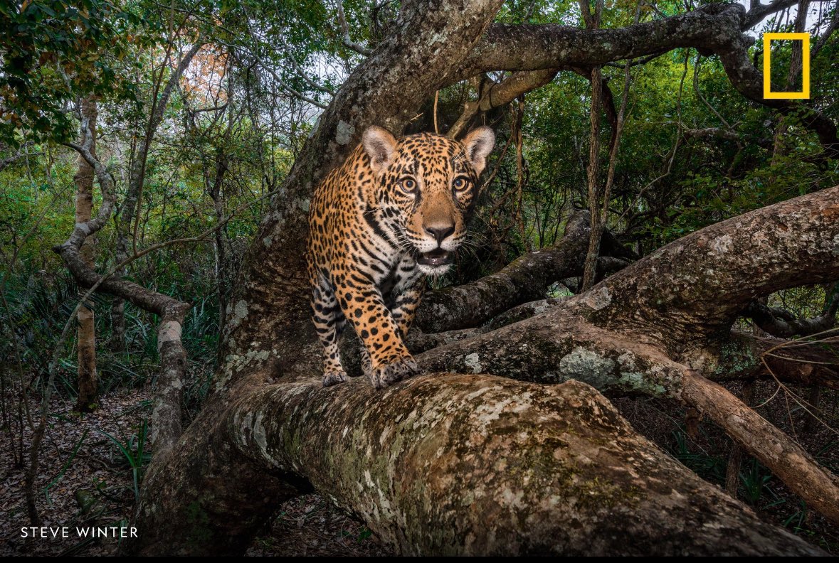sancheznsu's tweet photo. I’m using this image captured by Steve Winter of National Geographic. His use of the rule of thirds to showcase this beautiful spotted leopard is outstanding and deserves the middle part of the third. Also, the eyes match up with gridlines when applied #su2412 #nature #wildlife https://t.co/1NsZgKcKUY