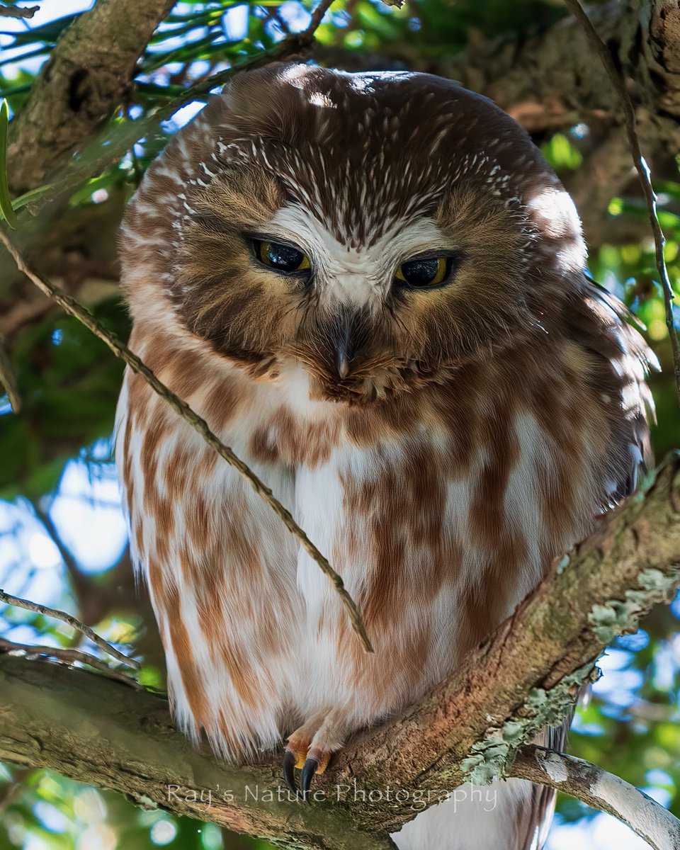 Saw whet owl.
2/2024
#bird #owl #sawwhetowl #wildlife #nature #cutebirds