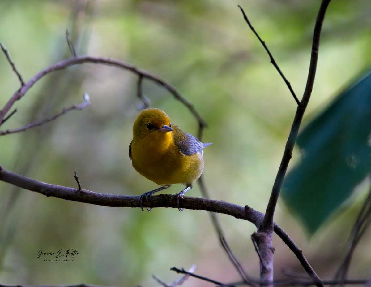 A rare #Prothonotary #warbler pauses a split second while hunting for food in the mangrove swamp of #BonAccord, #Tobago.
.
.
.
#birdwatching #wildlife #animals #birdphotography #caribbean #BirdsSeenIn2024