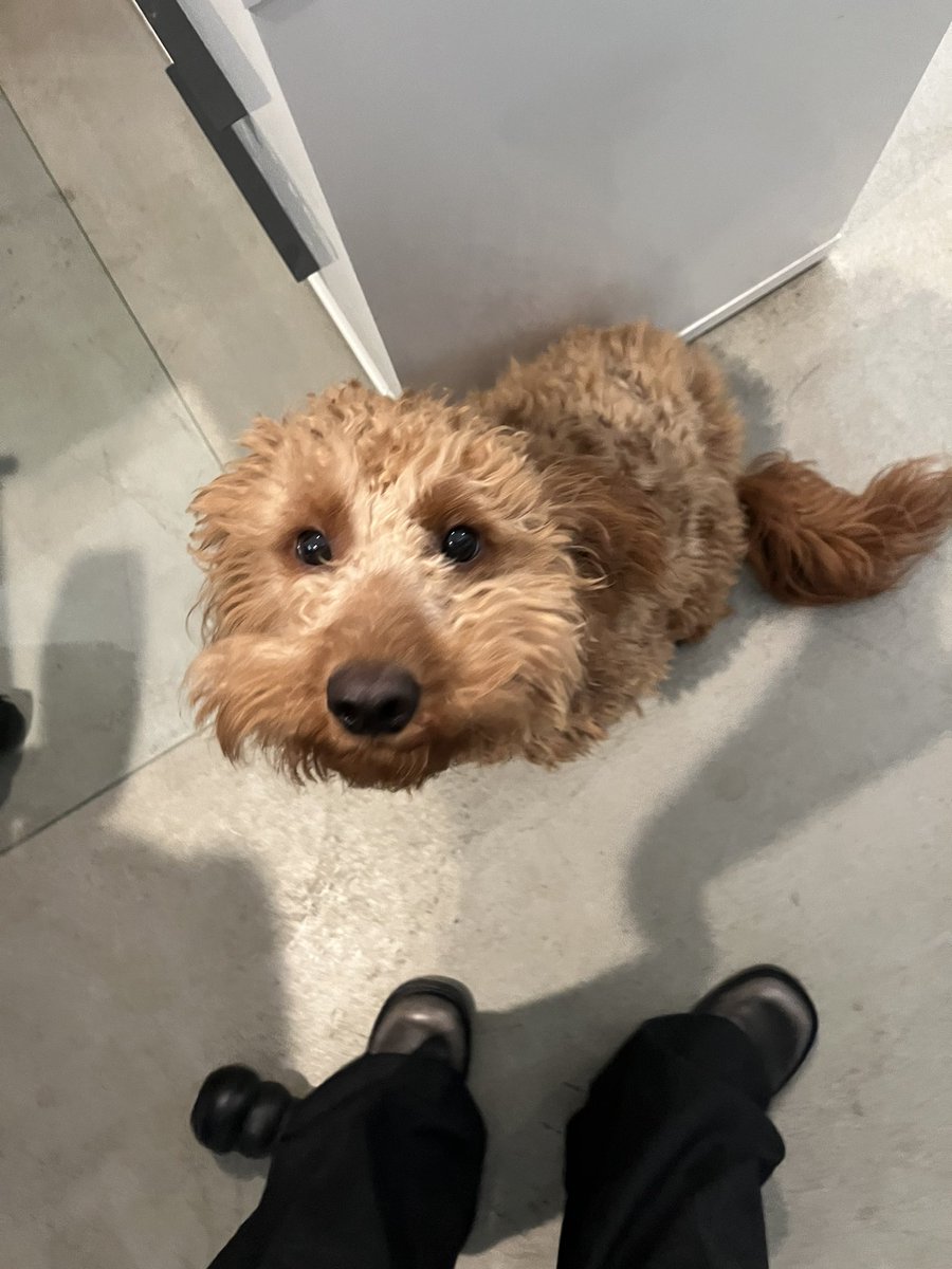shuddlAI's tweet photo. Definition of a personality hire. 
#companymascot #supplychainpuppy https://t.co/t9ylQODs0X