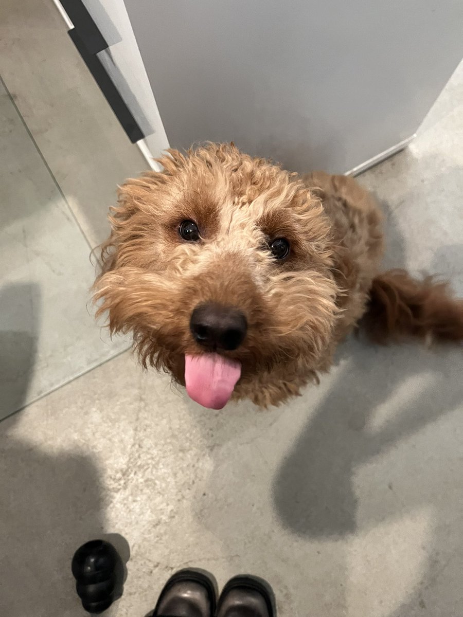 shuddlAI's tweet photo. Definition of a personality hire. 
#companymascot #supplychainpuppy https://t.co/t9ylQODs0X