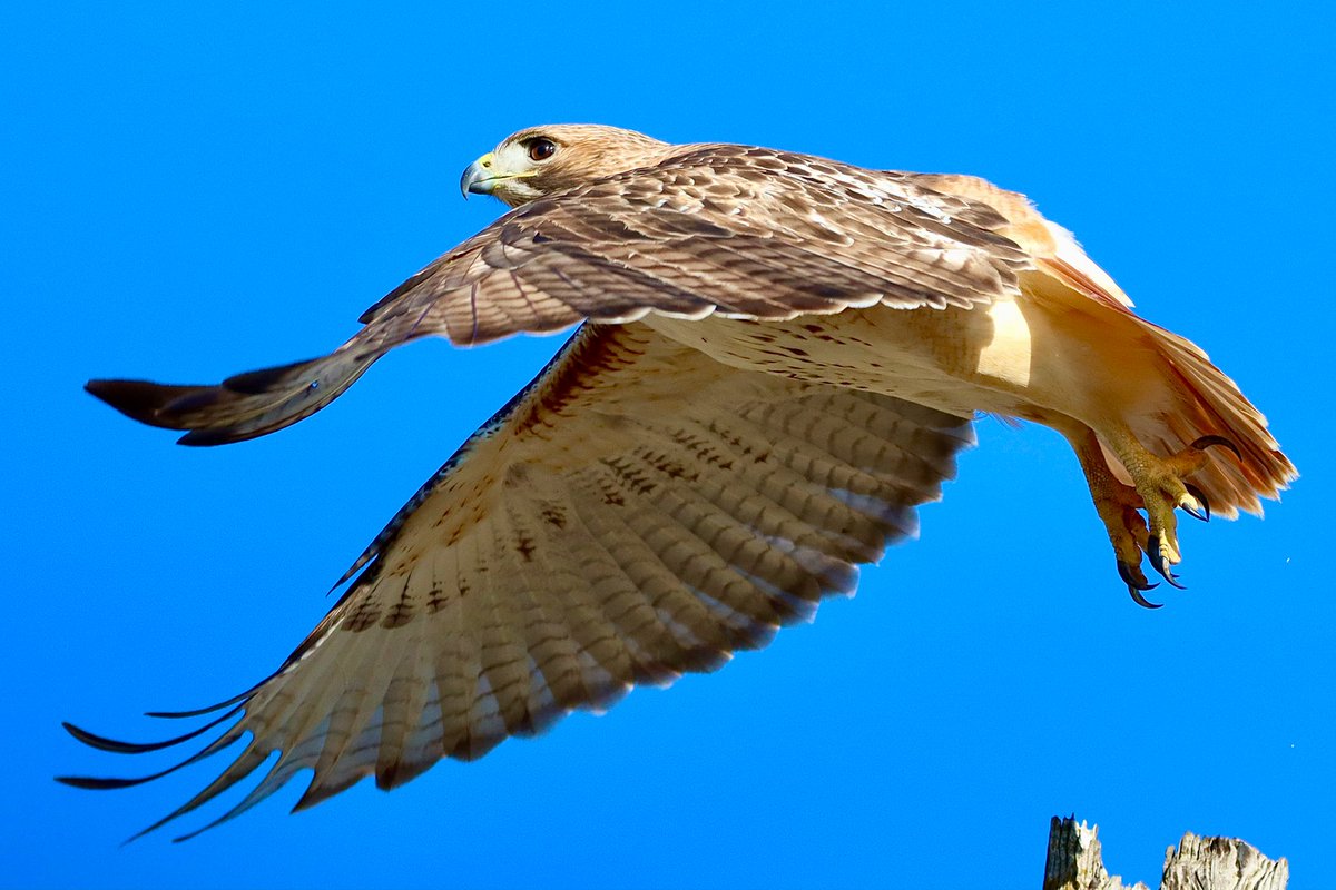 Up, up, and away! #RedtailedHawk