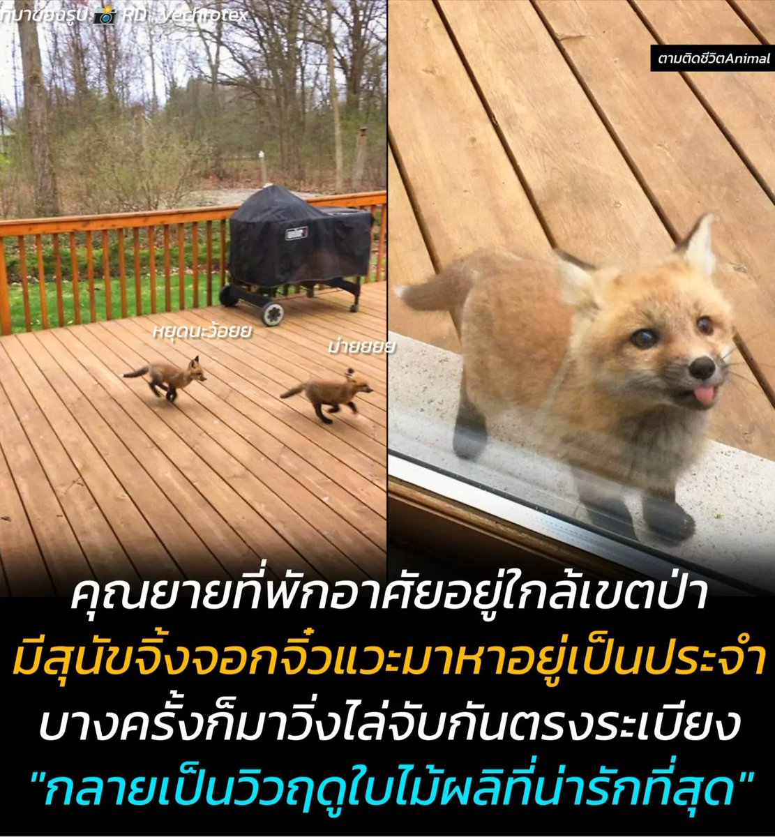 ตามติดชีวิตAnimal tweet media
