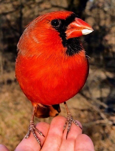 Ileen aka sixth year bird watcher tweet media