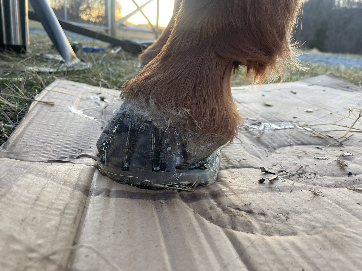 Octos for my girl ❤️