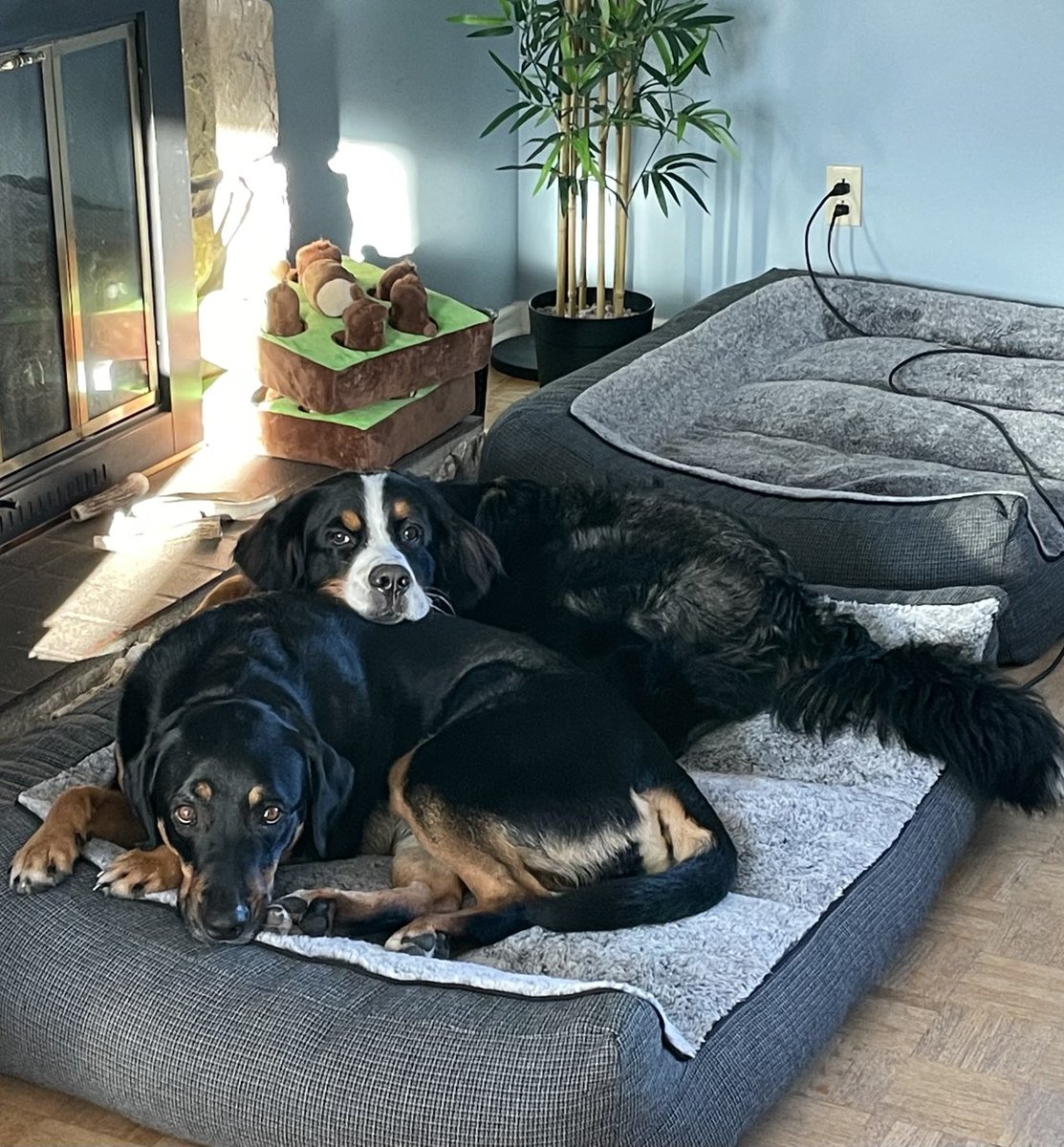 Ruby and Toby 🥰🐾🥰 BFF’s for life. #BerneseMountainDog #BernWeiler #AfternoonVibes