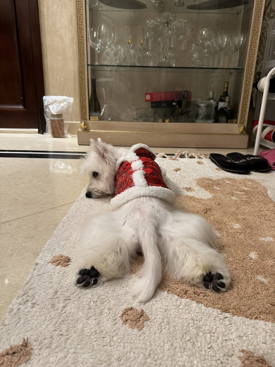 Dejaz_eth's tweet photo. Rest mode @Yogapetz $well #well #westie #tofu https://t.co/LZ0Ink0BKO