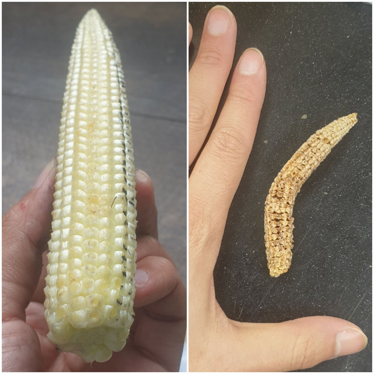 Drying shrinked R1 ear, reflecting a lot of moisture in the cob