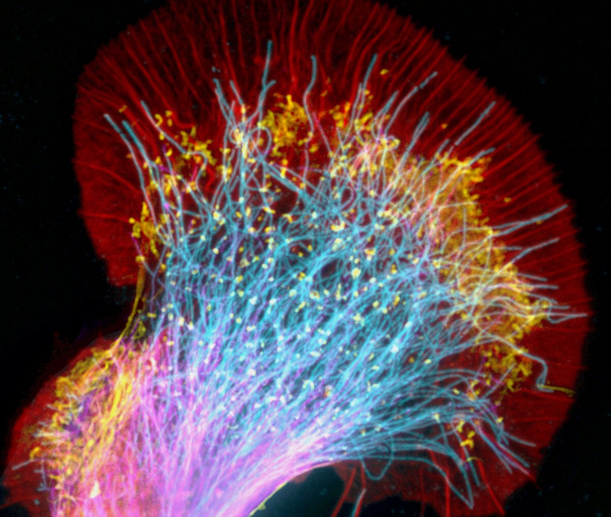 A neuronal growth cone photographed through a microscope. Actin (red/yellow) and microtubules (cyan/magenta) are shown. #CellBiology