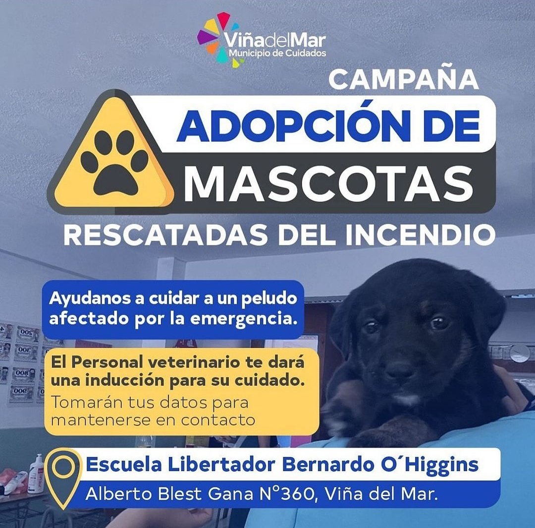 ¿Quieren de verdad ayudar a los animales que sufrieron en los incendios de Viña? 

Acá tienen la oportunidad, sólo de ustedes depende hacer la diferencia. 🐶🐱

Coordenadas en la imagen. 👇🏻

#adopta