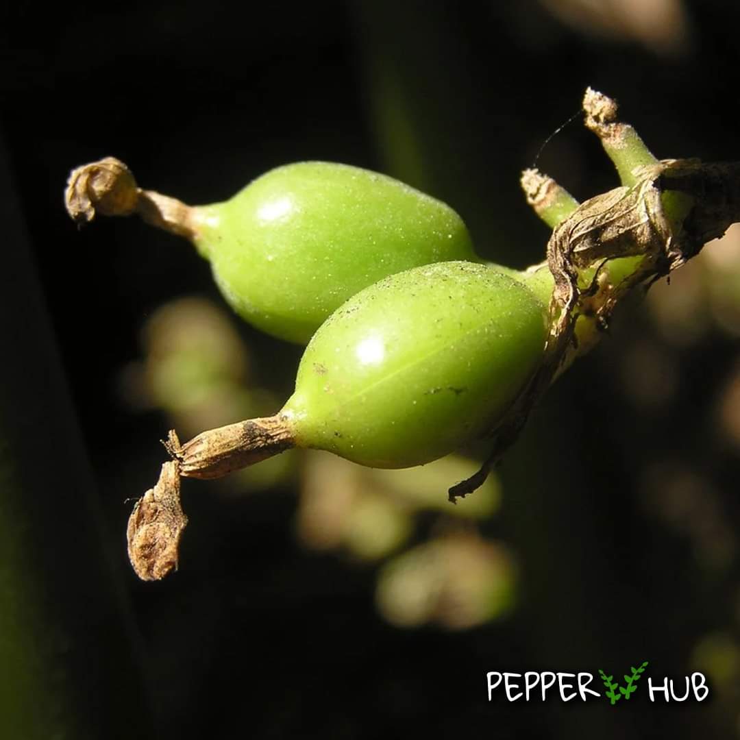 Pepper Hub tweet media