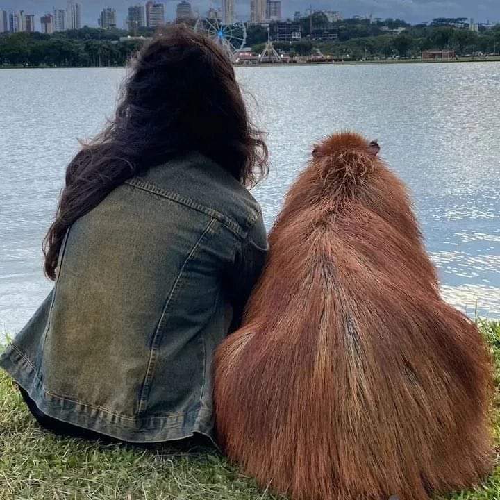 Capybara tweet media