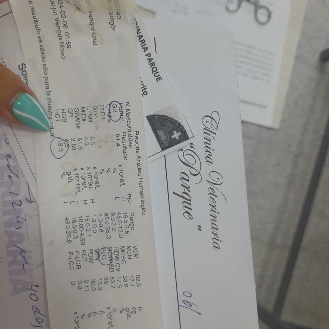 Duke esta mejor pero tiene una anemia bastante compleja y la desnutrición es terrible, solo pesa 10kilos y debe pesar al menos 18kg  
La bichera sigue con curaciones constantes  
Necesitamos colaboración para sus gastos 

            ALIAS DE MERCADO PAGO: OMFAmoreno