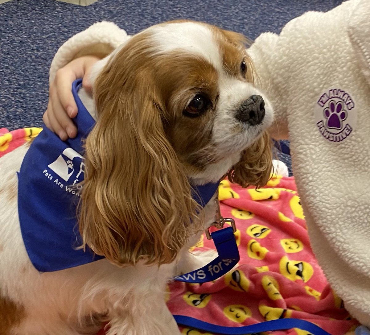 Happy National School Counselor Week to all the counselor people and therapy dogs! We do important work💗@NISDCounseling #NSCW2024 #therapydogs