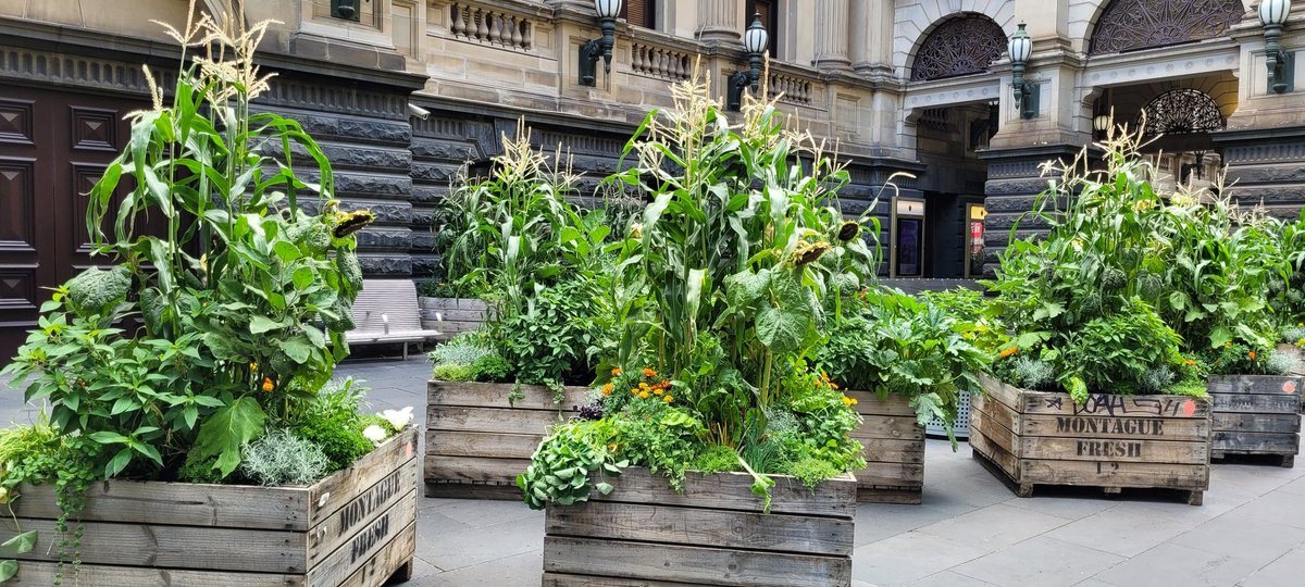 scurry_1's tweet photo. Can I just say I love the mini gardens out front of Melbourne Town Hall currently. Great to add greenery to the CBD and such a lovely smell walking past it.  Great, sustainable art piece also. Hope any food obtained from it can go to homeless?
#Melbourne #garden #greenery https://t.co/LRx1AP5J5p