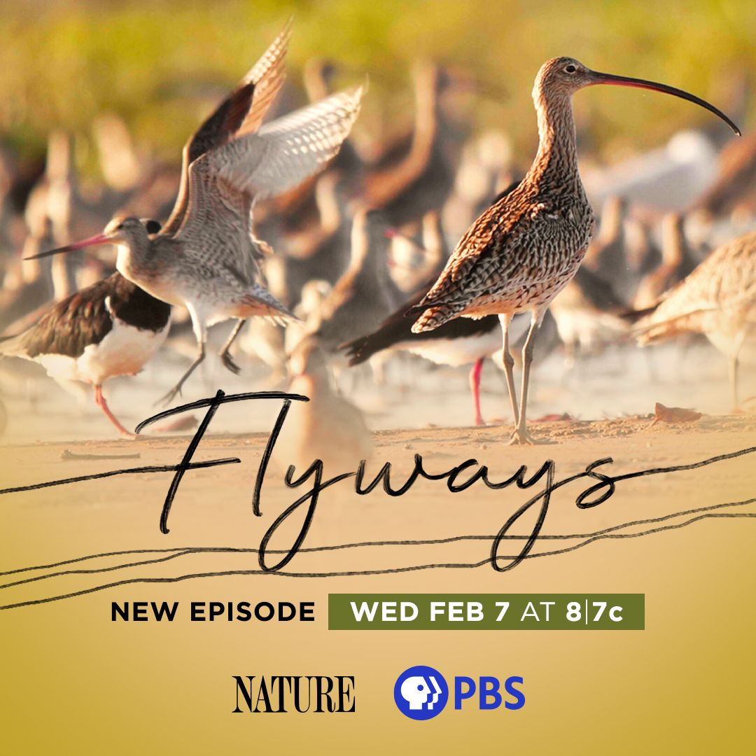 TOMORROW: Follow a global conservation movement of bird-loving experts and citizen scientists as they mobilize to the challenge of understanding and saving shorebirds in #Flyways. 

Watch the <a href="/PBS/">PBS</a> premiere on <a href="/PBSNature/">Nature</a> tomorrow, Feb. 7 at 8/7c! to.pbs.org/3tSLfHf
#NaturePBS