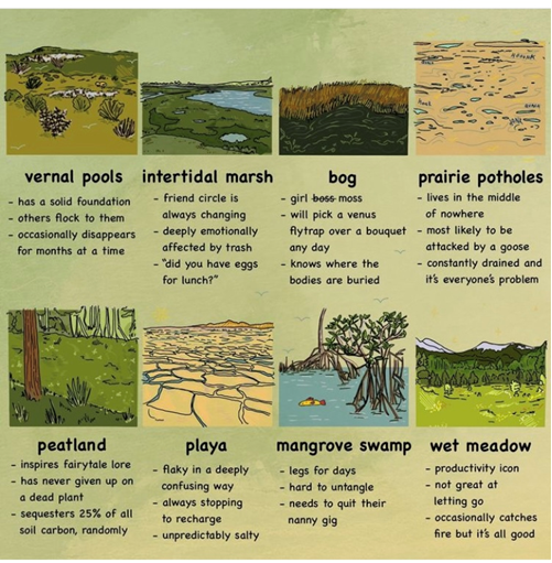 Intertidal marsh X peatland 💅
