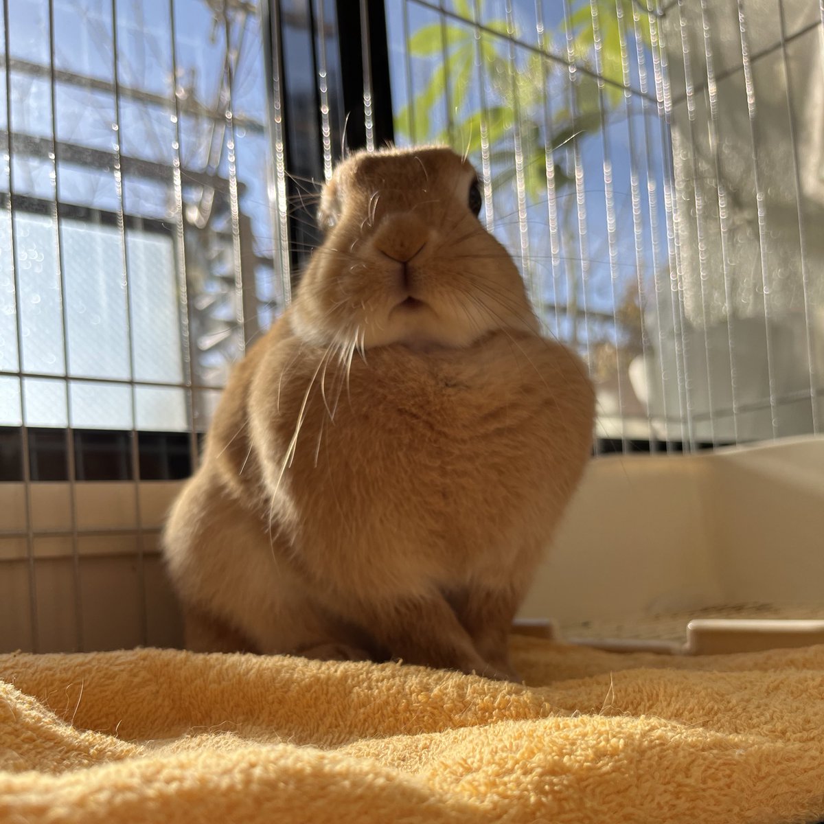tk2ch's tweet photo. 日向は気持ちいい🐰💕☀️
#うさぎのいる暮らし https://t.co/QCW3PtVMuT