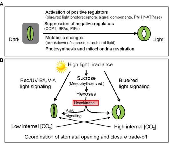 BioEntrance's tweet image. ข้อ9แก้เป็น ปากใบเปิด เมื่อแสงมาก CO2น้อย ABAน้อย, กลไกภายในเซลล์คุม ถ้าCO2เยอะเกินปากใบจะปิด เพื่อลดการคายน้ำ กลางคืนปากใบปิด เพราะหมดแสง ไม่มีสังเคราะห์แสง CO2จากการหายใจในการ์ดเซลล์เพิ่ม จะเกิดกลไกให้ปากใบปิด #NETSAT #Netsat67