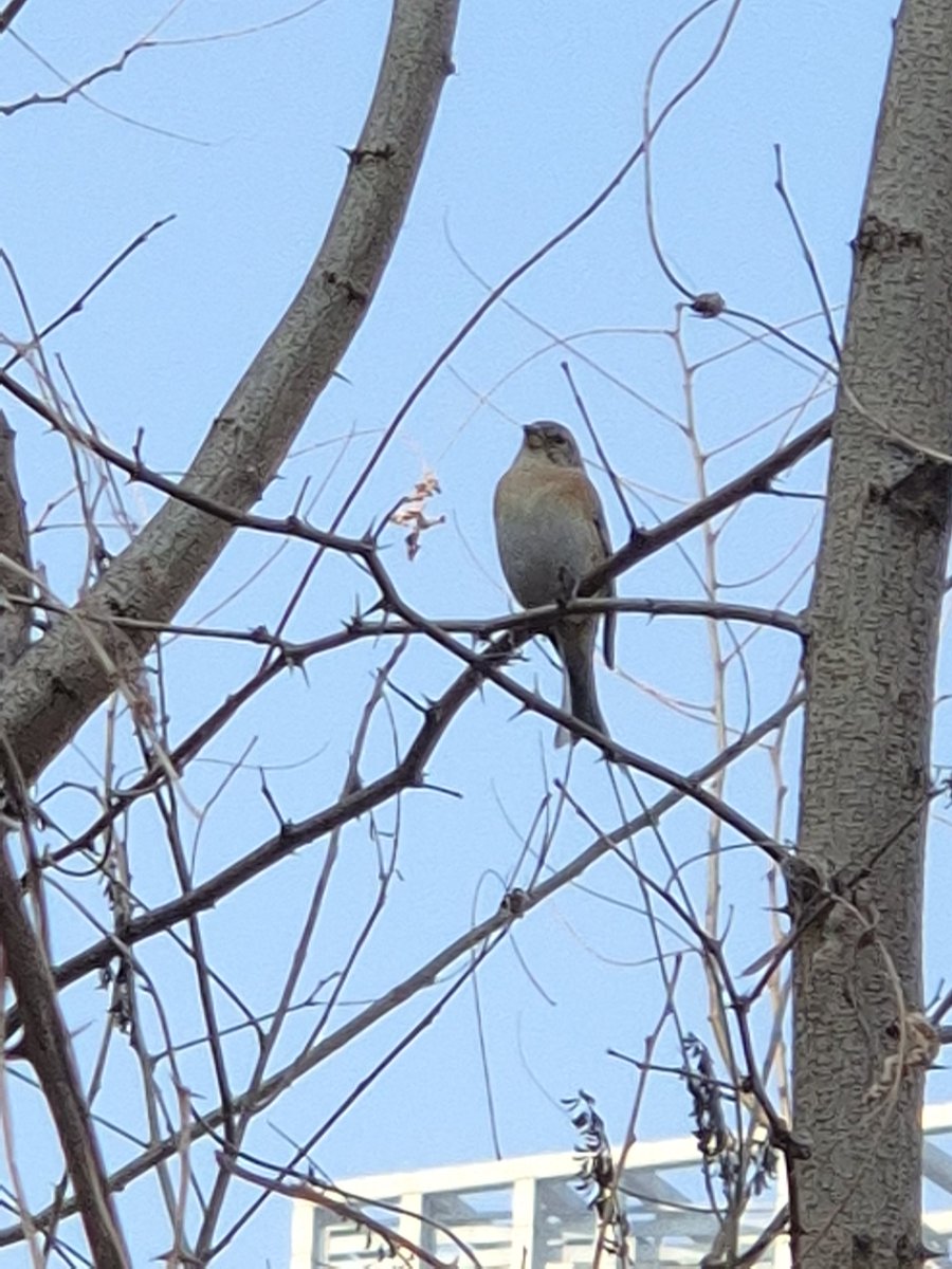 <a href="/whosthisbird/">이 새 이름 뭐예요?</a> 
안녕하세요? 얼마 전 하천 옆 산책로에서 발견한 친구들입니다. 도감을 사보았는데 도감에 이런 친구들이 없는 것 같아요!! 그럴 리가 없겠죠. 일단 왼쪽은 개개비를 닮았나? 했는데 개개비는 여름철새라는 충격적 소식을 접해요. 도와주세요.