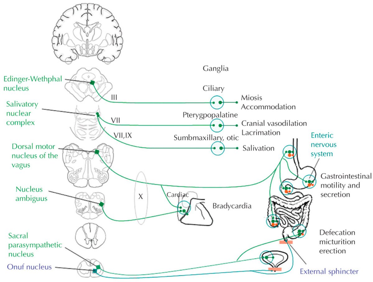 Cynthia__An's tweet photo. Welcome to read the paper published in @JPM_MDPI @MDPIOpenAccess 

Autonomic Dysfunction and Management after #Spinal #Cord #Injury: A Narrative Review

https://t.co/8a5BwDsJX7 https://t.co/GGH0h41jBX