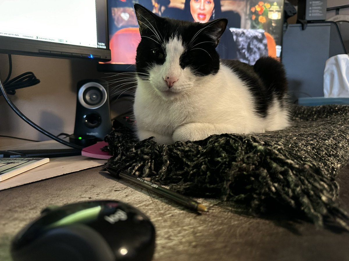 ThePhotoJamz's tweet photo. @KhainesKorner Hoku does the same when I game or work remotely 🖤 https://t.co/A3E2OkIeQn