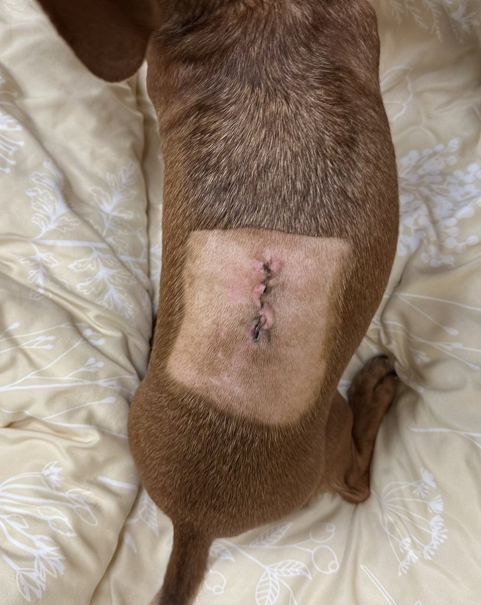 Surgery is done and we still need support! Please vote and repost!
#SupportTheSpine #FitzForFavePet

Vote here: americasfavpet.com/2024/fitzgeral…