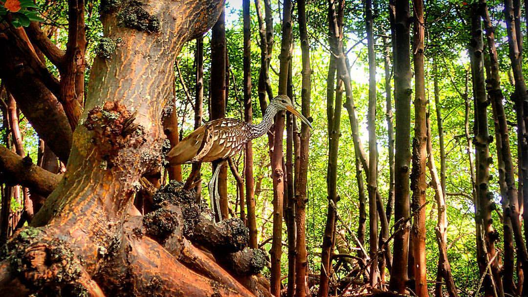 RisingTideFL's tweet photo. A #limpkin recently paid us a visit in a mangrove tunnel! These birds usually hang out in freshwater areas &amp; feed primarily on Apple Snails. Have you heard a limpkin's loud cry? Look it up &amp; have a listen! #RisingTideFL #birdsounds #Kayak #naplesfl #WildLifeWednesday https://t.co/YtHbWcz0KL