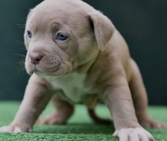 マーシー tweet media