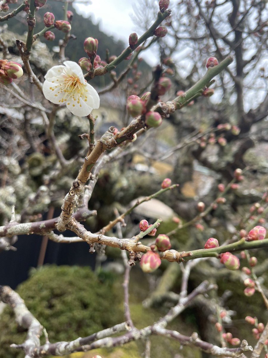 白梅が咲き始めております。当院では白梅→紅梅→桜の順に咲いて、春の訪れを知らせてくれます。本年も観桜会（桜ライトアップ）を催しますので詳細等もうしばらくお待ち下さい。

#正寿院
#京都
#japan
#kyoto 
#風鈴寺
#梅 
#桜