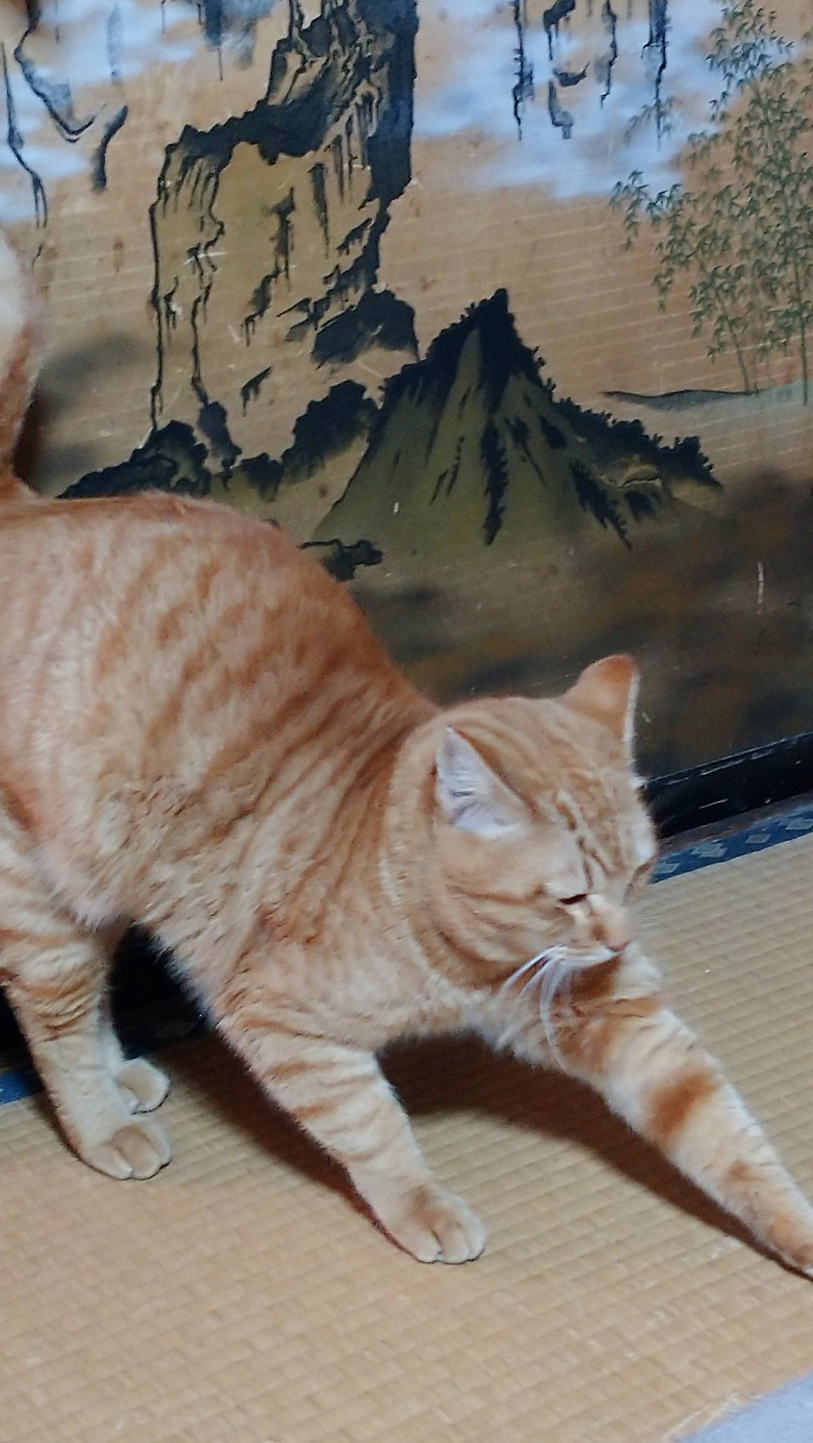 とらねこ - Search / X
