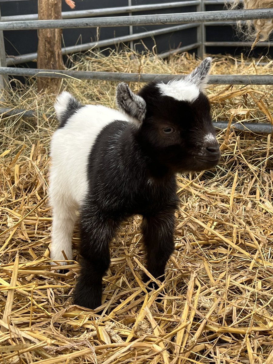 Our newest supporter for #NUFC ?