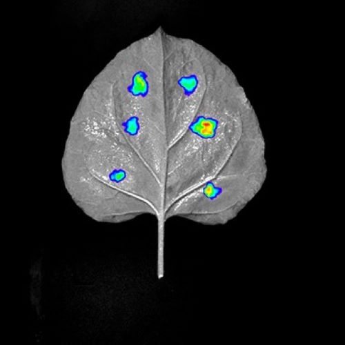 Chlorophyll Fluorescence Imager and Plant Imaging Chamber - now available from Vienna Scientific. Versatile tools with high detection accuracy to determine the physiological state of plant samples 🌱🍏🌾🍃through fluorescence measurements. Details: vienna-scientific.com/products/shoot…