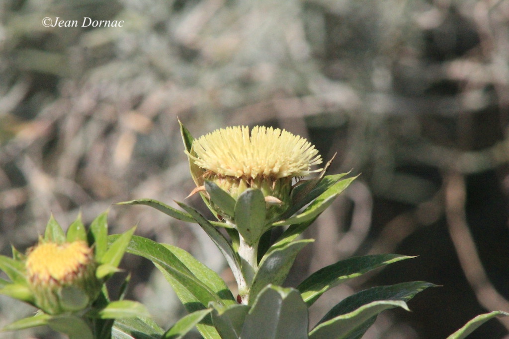 JeanDornac's tweet photo. Coupe à la brosse pour cette fleur de Carline commune comme à l’époque où j’étais gamin, coupe qui réjouissait les parents et nous désolait… #coupe #brosse #carline #commune #2016 #parc #têteOr #Lyon https://t.co/vnIBTdHvi4