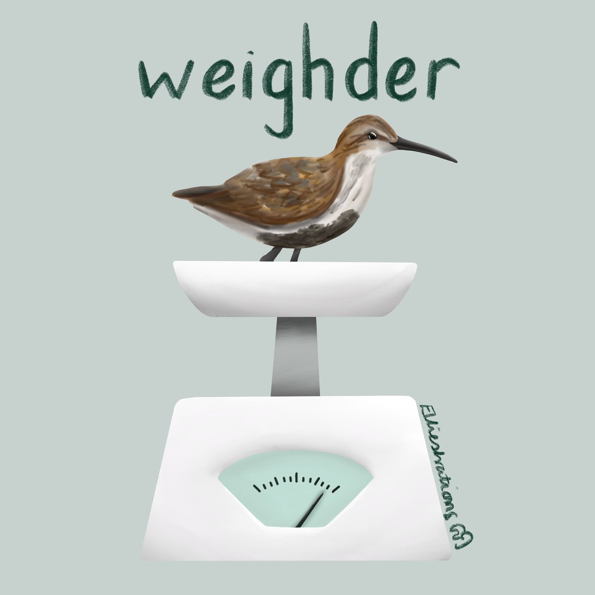 Another #WaderWednesday comes around 😍 looking forward to seeing all the wader pics! Sharing another older illustration today, but will try and get some new things drawn soon as my to do list is getting quite long!! #BirdTwitter #Waders #Birds #Illustration