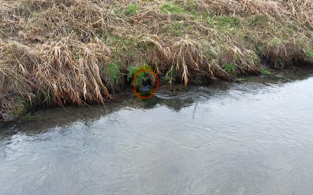 Bardzo polecam inicjatywę: zglosrure.pl  Widzę, że jest tutaj <a href="/ZglosRurePL/">ZgłośRurę.pl</a>, ale
dużo bardziej aktywna jest na FB. Można tam łatwo zgłosić odpływ ścieków, który wygląda na nielegalny. Zgłoszenie zostanie przekazane do organów zajmujących się ochroną środowiska. Ważna