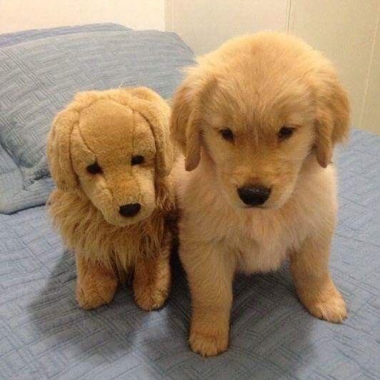 puppies video tweet media