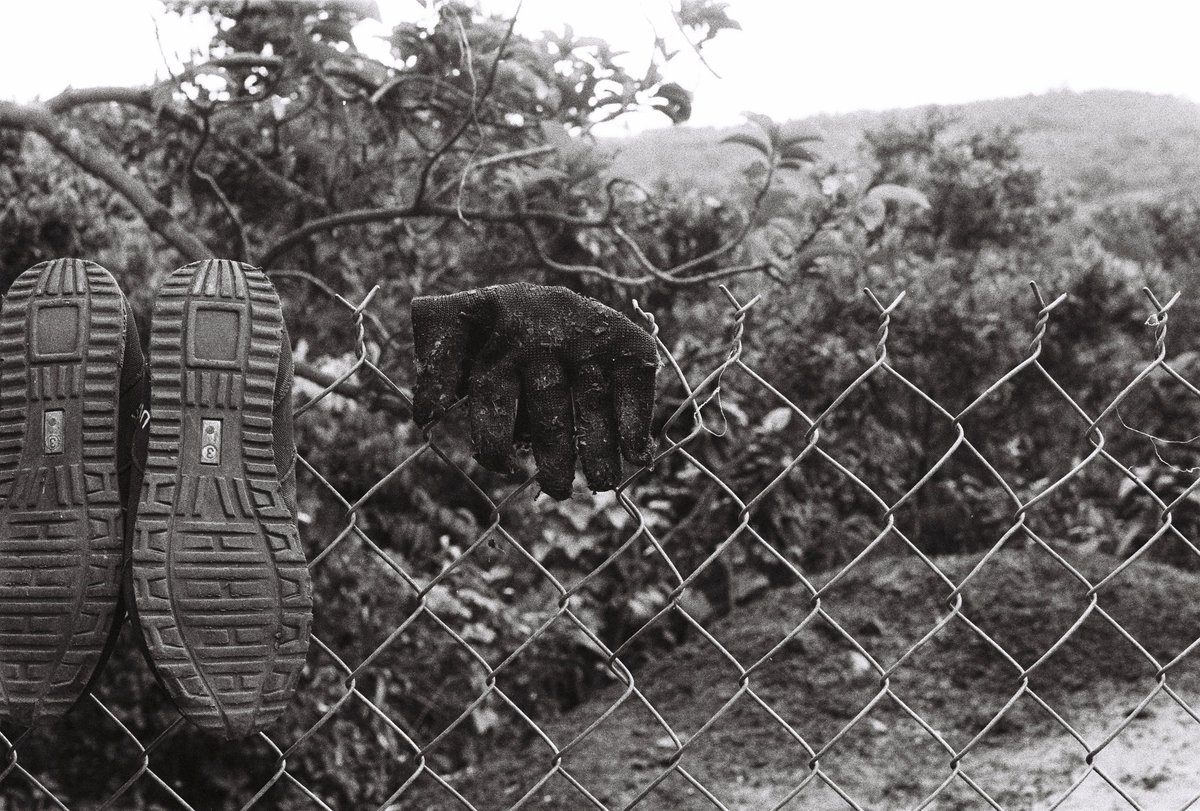 Douglas lino tweet media