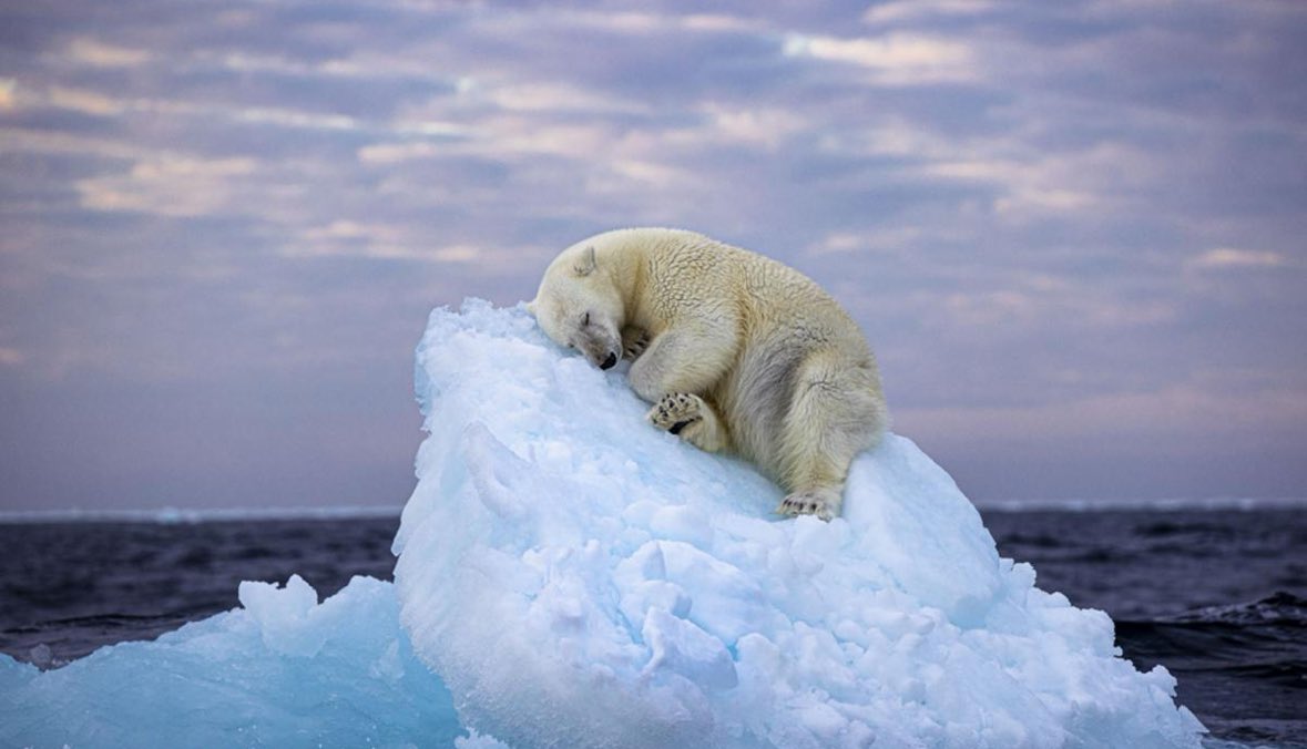 crimlawuk's tweet photo. Wildlife photograph of the year. https://t.co/MmlHAKWlFH