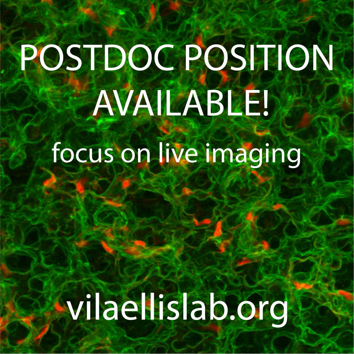 🔬 Postdoc Position Available! 🔬 🌟 The Vila Ellis lab is seeking a #postdoc with an interest in microscopy and live imaging. Please share! 💻If interested, DM or email me! vilaellislab.org 📍 Chicago, IL #ScienceJobs #PostdocJobs