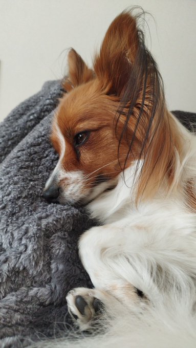 最近ノータイムで腹にのっかってくるねえ 