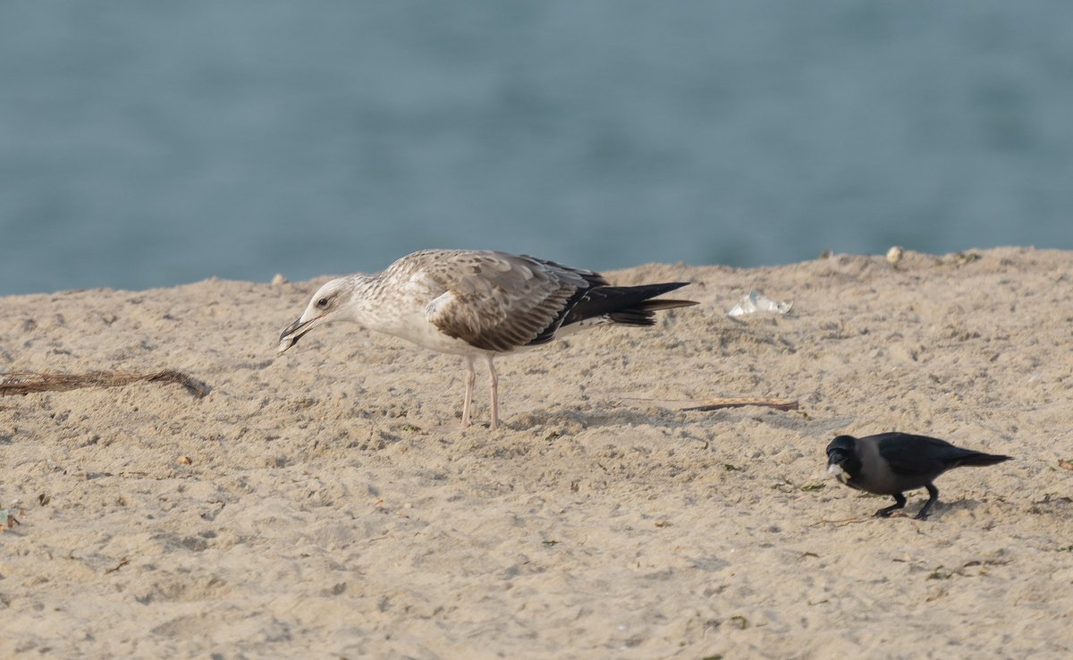 pankajsinghPHO's tweet photo. It was a race, who gulps it 1st! Lead actors, A Gull n a Crow! Swipe through to see, how they proudly show off their prizes in the end #BirdsWithCatch #IndiAves #birdwatching #birdphotography #BBCWildlifePOTD #natgeoindia #sonyalpha #ThePhotoHour @ThePhotoHour @SonyAlpha #Nature https://t.co/uT0PaqDwAh