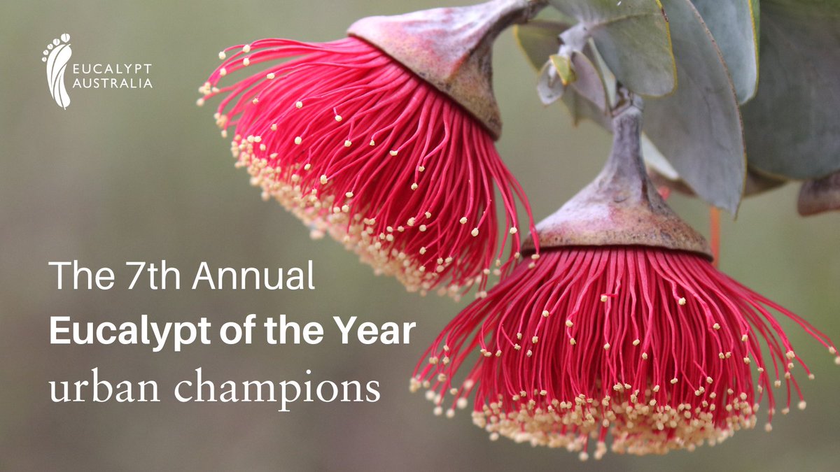 Voting for the 2024 #EucalyptoftheYear opens in two weeks! This year, we're focusing on urban champions, & there are just 10 species in contention! Which species do you think are on our list? Should we release the list early to give you time to build a campaign? Let us know ⬇️