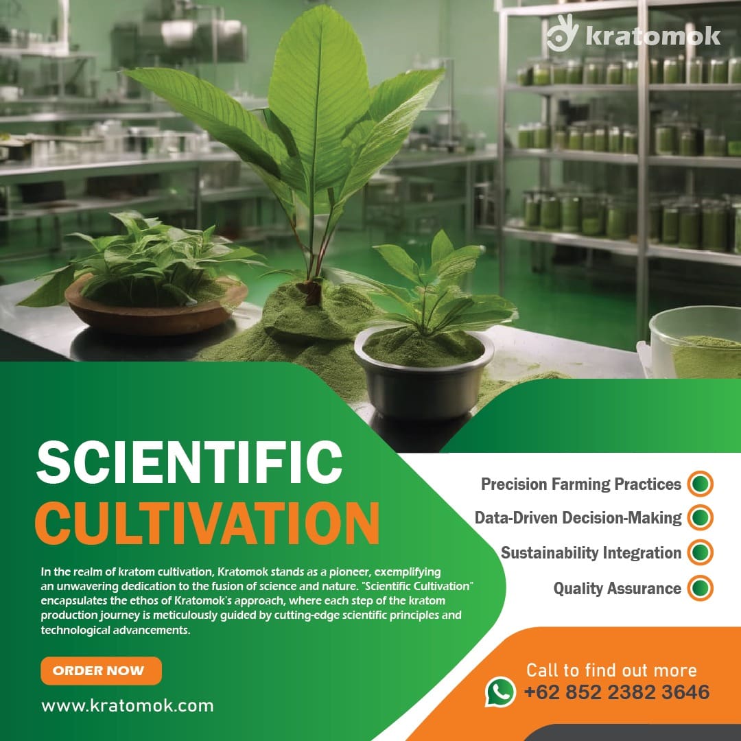 🌿✨ Embrace the Future of Kratom with Kratomok's Scientific Cultivation! 🌱🔬 Our commitment to precision farming blends cutting-edge science with nature's wisdom, ensuring the highest quality kratom leaves. #ScientificCultivation #Kratomok #PrecisionFarming #QualityHarvest