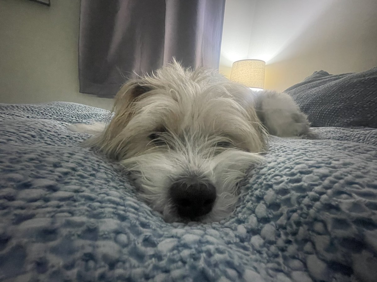 NolaTheMuttPup's tweet photo. Can I get a BOOP? @boopmynose #boop #tuesday #goodnight https://t.co/C7QITZI9XS